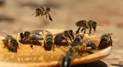 Учени: Европа спешно се нуждае от 7 млрд. пчели