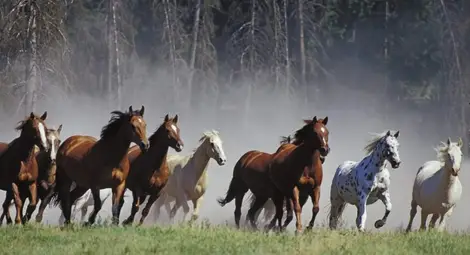 Не искат да признаят мустангите за застрашен вид в САЩ