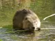След 150-годишно отсъствие бобрите се  завърнаха в България - в Русенски Лом