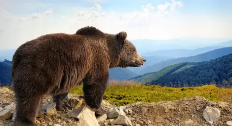 Руснак пребори мечка, отхапа й езика