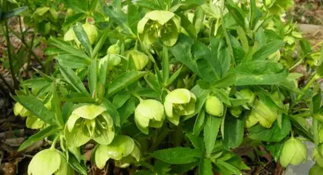 Уникален мексикански лек за рак смая света Уникален мексикански лек за рак смая света