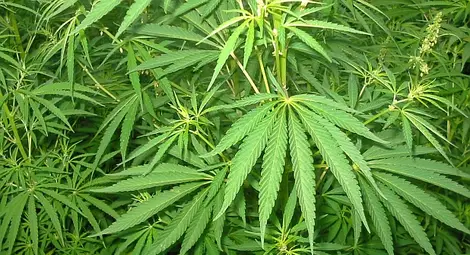 Служители на ГДБОП разкриха модерна оранжерия за отглеждане на марихуана