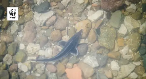 WWF зарибява Дунав с чига край Ветрен /галерия/