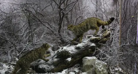 Зимна гора пресъздава нова диорама в Екомузея