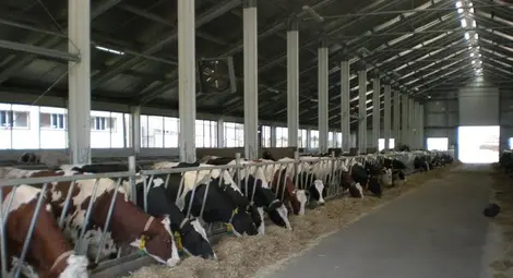 За 5 години млечните ферми  в Русенско намаляха 4 пъти