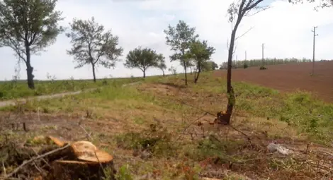 Незаконна сеч погуби гнезда на авлиги