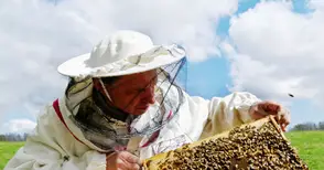 Пчеларите искат електронна система за уведомяване при пръскане с препарати