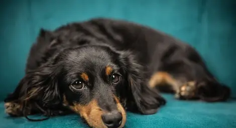 Областната администрация: Няма опасност за Русе от върлуващата в Гюргево кучешка чума