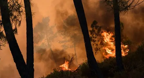 20 активни пожара бушуват на територията на страната