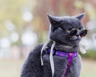 Снимката е от провелия се в неделя в Русе първи Парад на домашните любимци. Източник: Община Русе