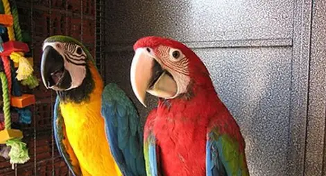 София домакин на най-голямата изложба на екзотични папагали в Европа