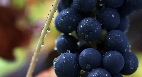 Нар, грозде и леща ни пазят от рак на дебелото черво