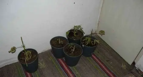 Руснак превърнал сеновал в оранжерия за канабис в Новград