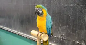 Пъстър папагал влезе в час  при децата от „Тома Кърджиев“