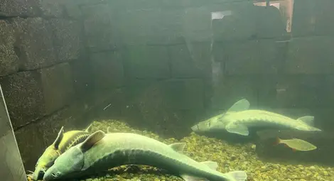 Токов удар уби есетрите в Екомузея с аквариум в Русе /галерия/