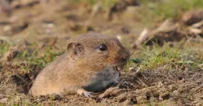 Мишки и голи охлюви изяли 10-15% от зърното