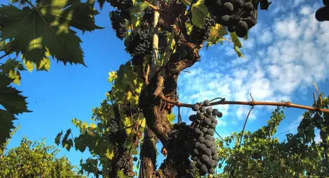 Дават 20 милиона лева  за изкореняване на лозя