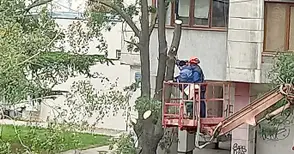 Съдът отказа да разглежда жалбата за изсечените дървета на „Муткурова“