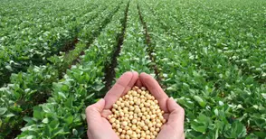 Сеят грах и соя в Русенско за пръв път от 25 години