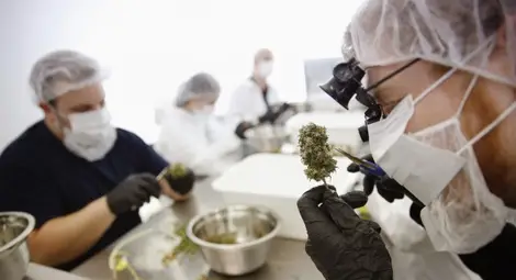 Ню Йорк легализира марихуаната за медицински цели Ню Йорк легализира марихуаната за медицински цели