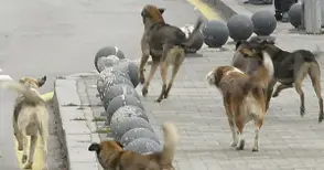 997 бездомни кучета заловени по улиците