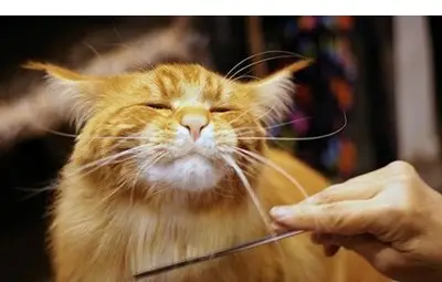 Старата котка започва да се държи странно