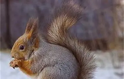 Болна катеричка сама отиде при ветеринар