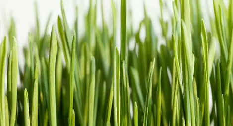 Силата на качествения райграс