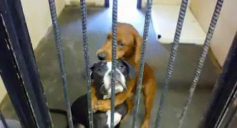 Куче спаси другарчето си от евтаназия