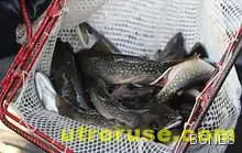 Рибата удължава живота с две години 