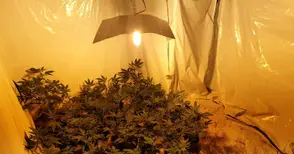 Окончателни присъди за баща и  син, комбина в наркофермерство