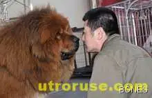 Зоопарк пробутвал за лъвове боядисани кучета Зоопарк пробутвал за лъвове боядисани кучета