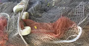 Откриха 620 метра мрежи на бракониери