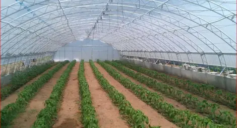 „Маккена” ще топли оранжерии с централа на биомаса „Маккена” ще топли оранжерии с централа на биомаса