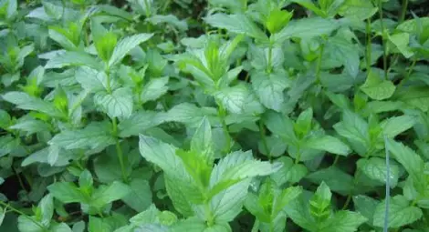 Зелена рецепта: Джоджен бори излишните косми по жените