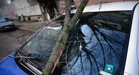 Шофьор сваля 20 кг от стрес заради пробито от клон стъкло