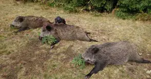 Ловците ще загробват отстреляните диви прасета, за да не излиза африканската чума от гората