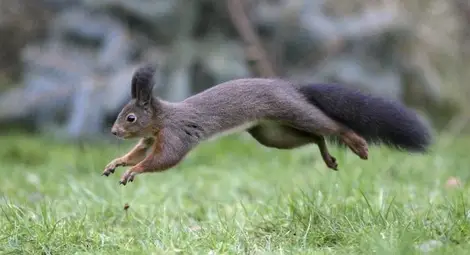 Шест животни с шпионски мисии /галерия/