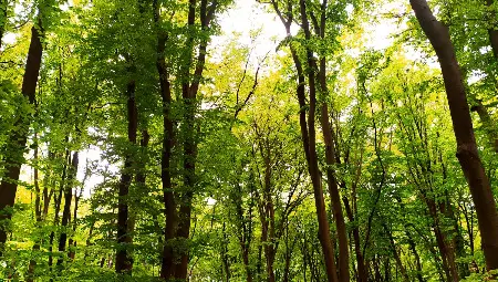 Залесяване, почистване и открити уроци за Седмицата на гората в Русенско