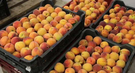 С 10 на сто повече плодове сме  произвели през миналата година