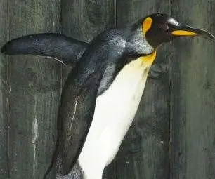 Най-възрастният пингвин в света стана на 36