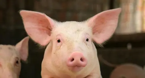 Сръбските ветеринарни власти установиха Африканска чума близо до българската граница