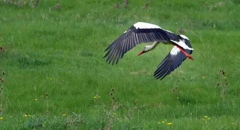 Накъде летят щъркелите Белчо, Поли и Крайчо
