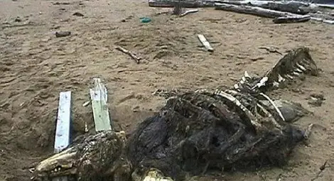 Мистериозно чудовище от дълбините изплува на плаж в Русия Мистериозно чудовище от дълбините изплува на плаж в Русия