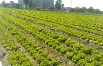 Испанските марули с по-ниска себестойност от българските