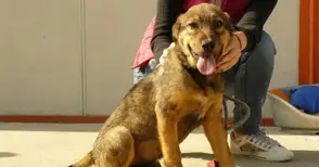 Доброволци търсят домове на бездомни четириноги приятели