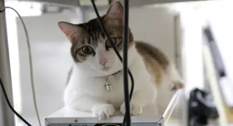 В този японски офис работят не само хора, но и котки /Снимки/ В този японски офис работят не само хора, но и котки /Снимки/