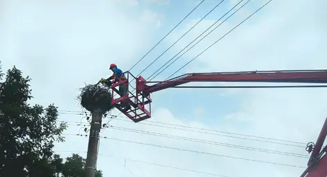 Паднало от гнездото щъркелче спасено от екип на Електроразпределение Север