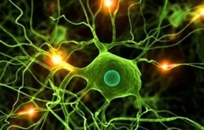 Върнаха жива тъкан към ембрионално състояние