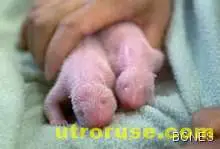 В американски зоопарк се родиха панди близнаци за пръв път от 26 години 